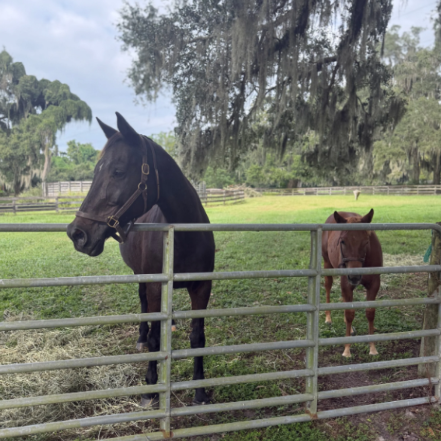 Campaign cover image for Sponsor Linka