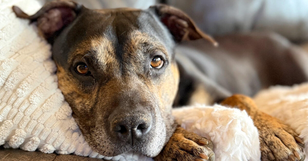 Campaign cover for Help Homeless Pets Now