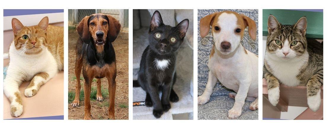 Campaign cover image for Cat Yoga Registration