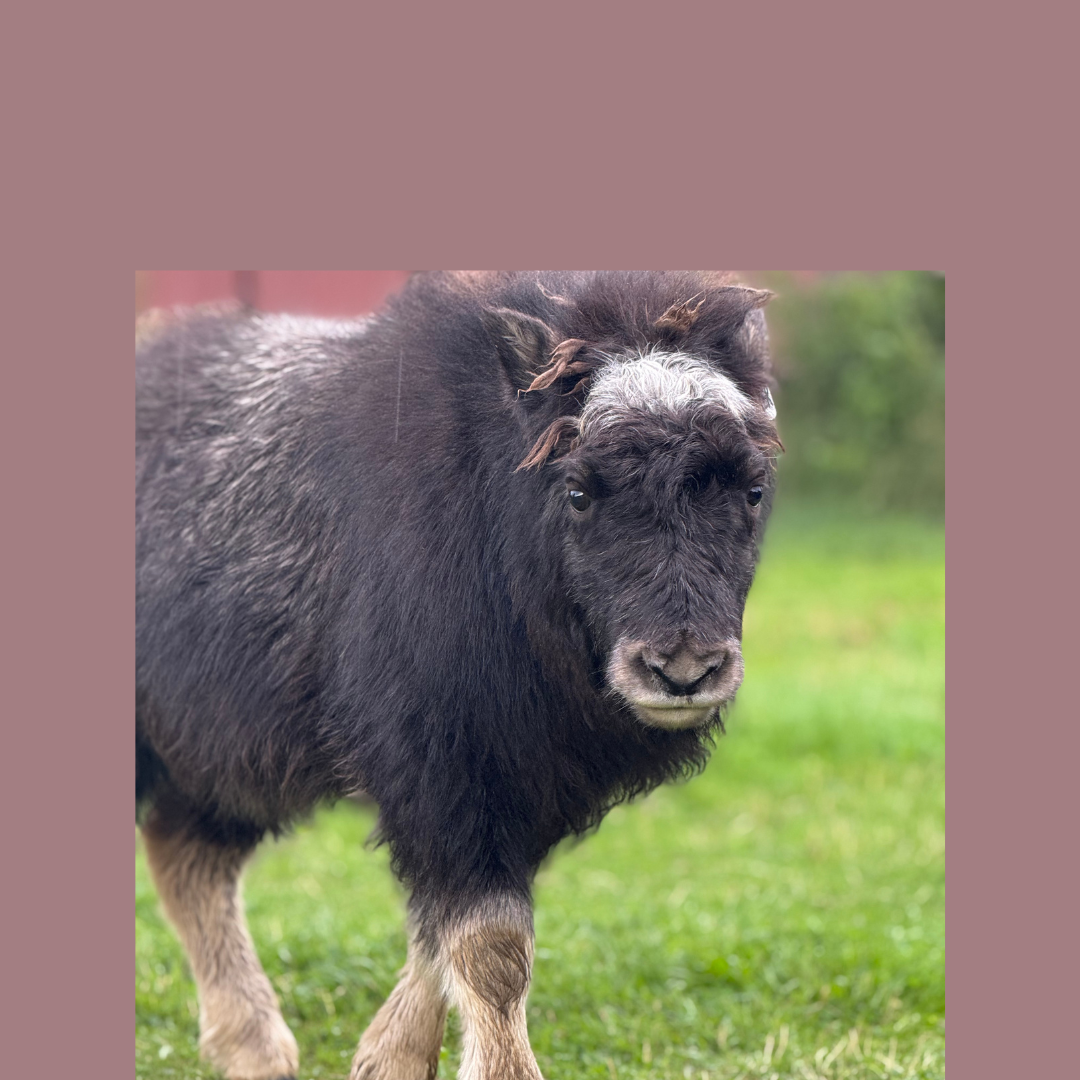 Campaign cover image for Otter