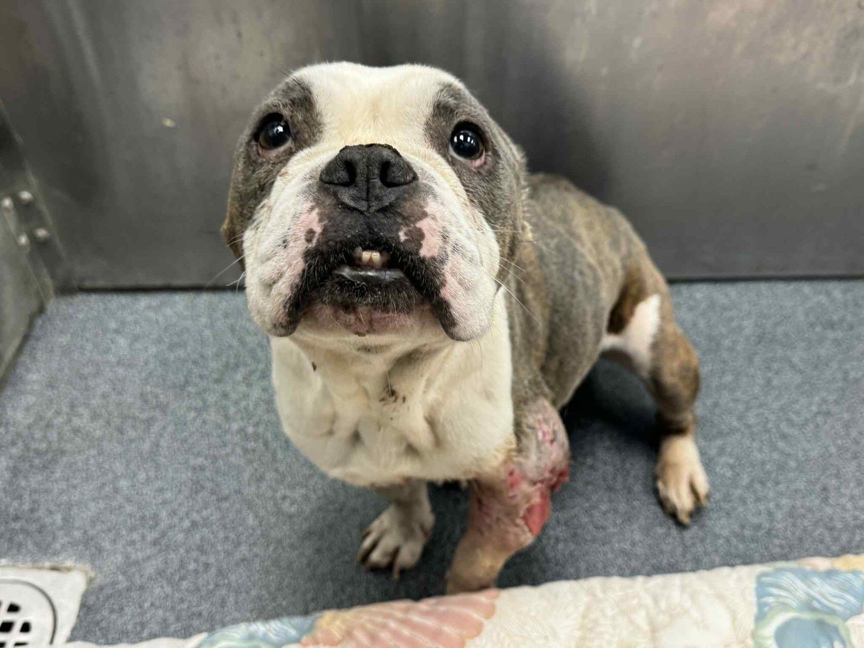 Campaign cover image for Help Save Chiquita’s Leg — and Her Life