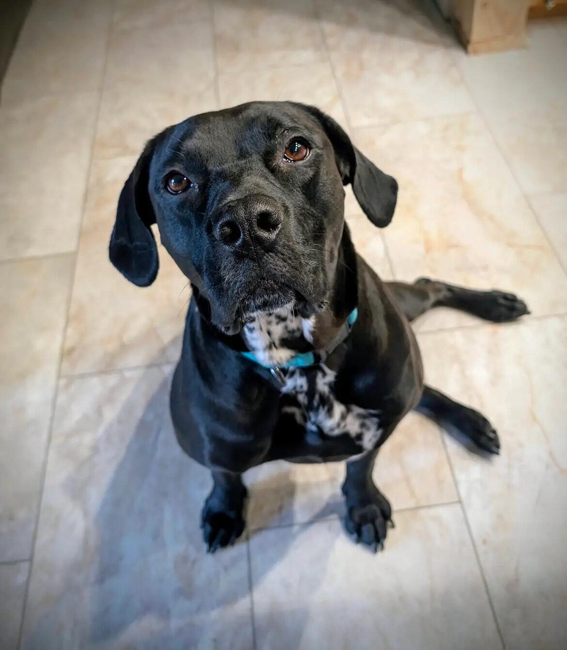 Campaign cover image for Khloe's TPLO surgery