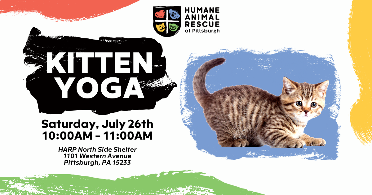 Campaign cover image for Kitten Yoga!