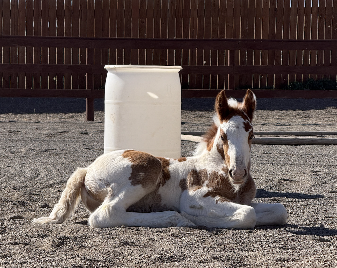 Campaign cover for Sponsor the Colt