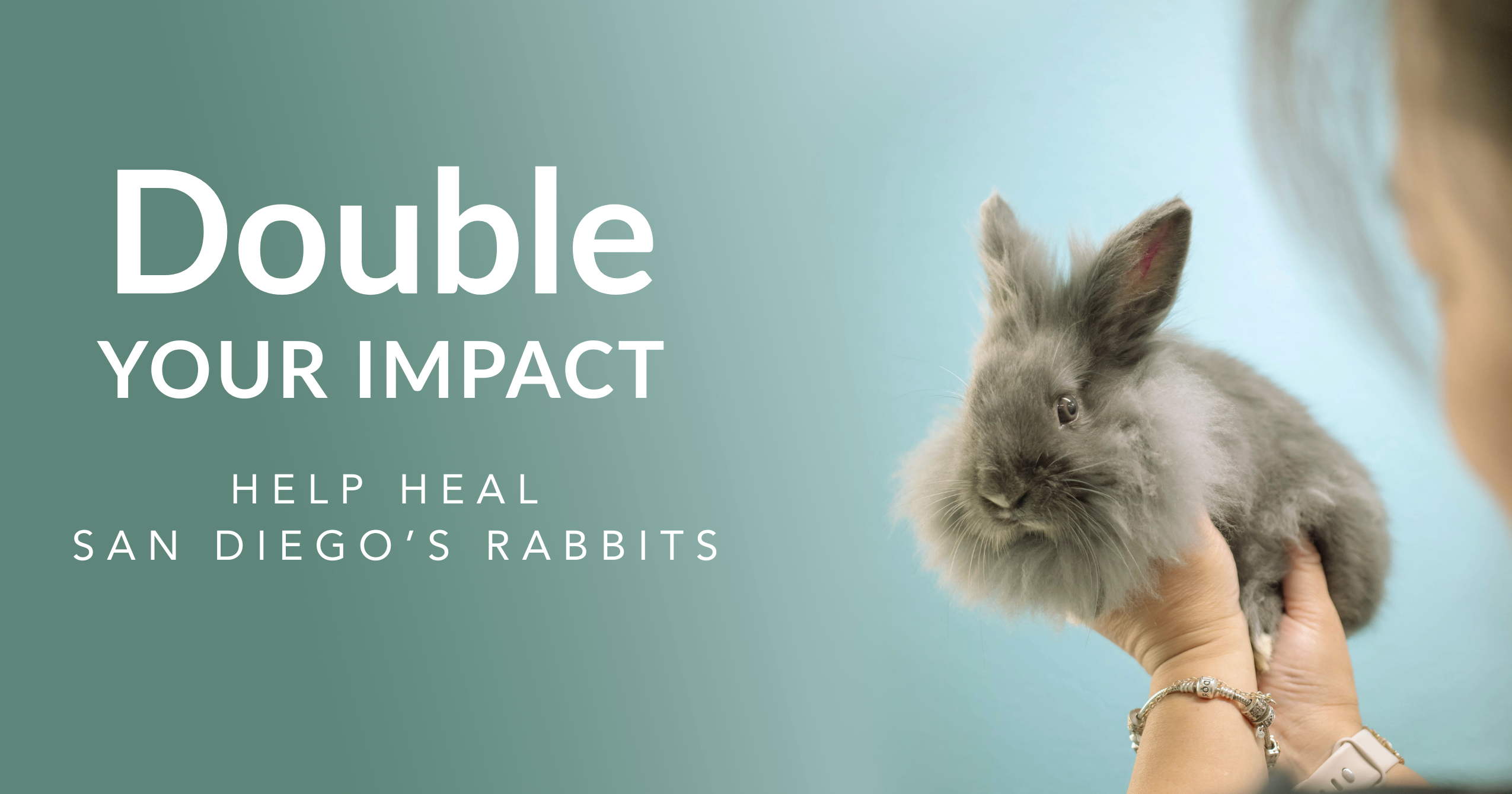 Campaign cover image for Double Your Impact — Help Heal Sick and Injured Rabbits