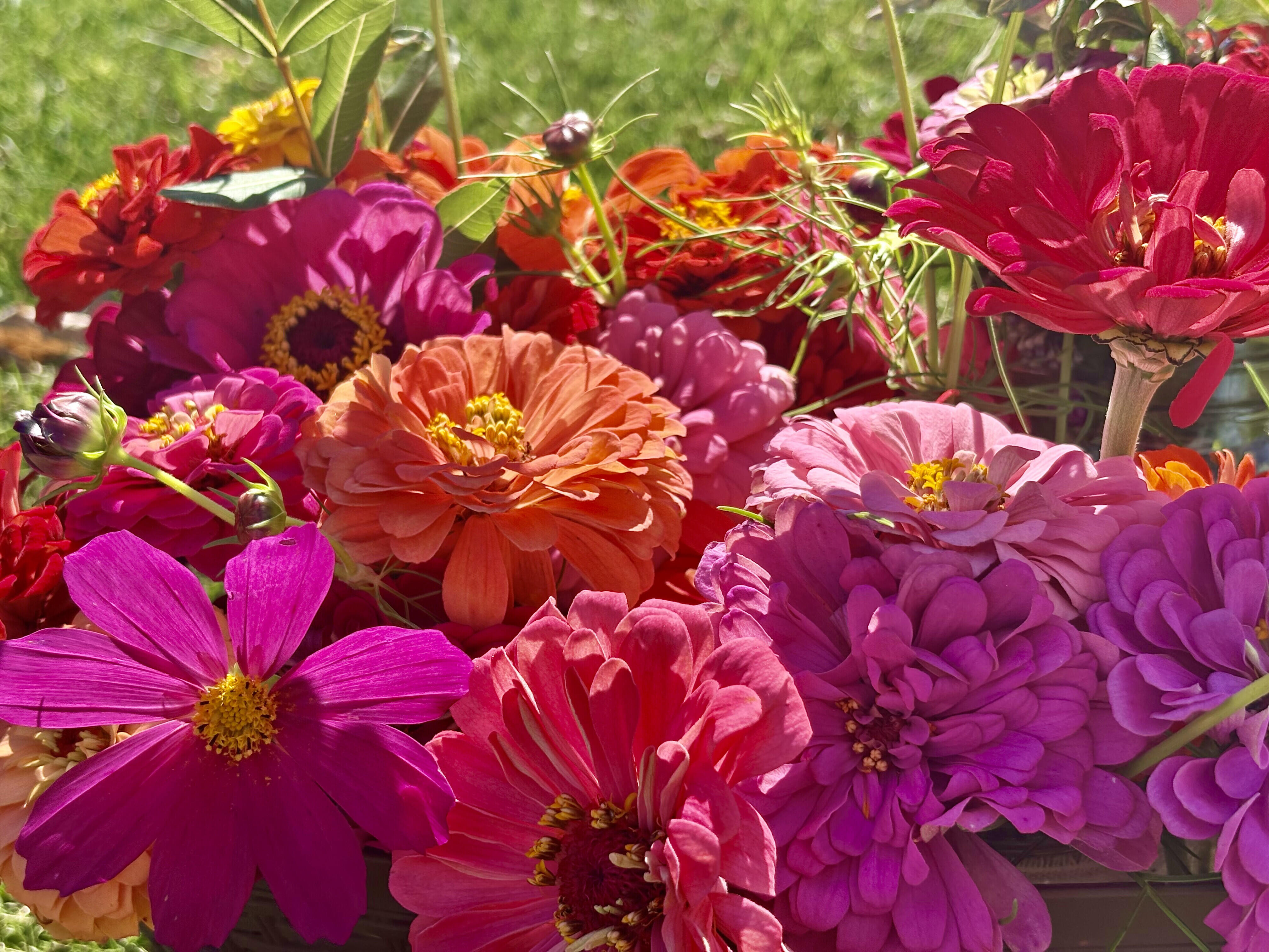 Campaign cover image for Rooted to Bloom
