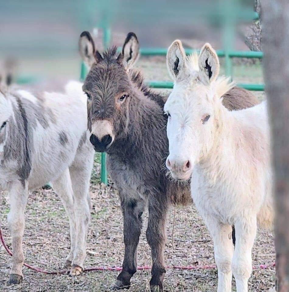 Campaign cover image for Mini Donkey Adoption