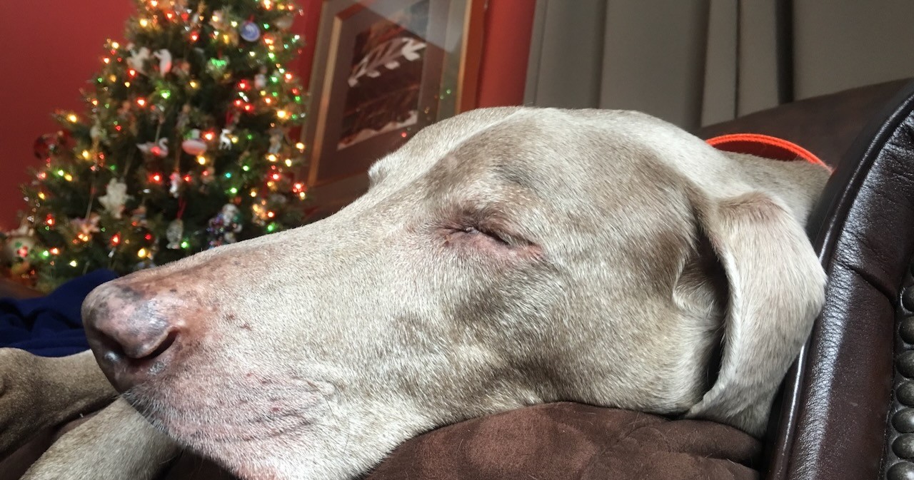 Campaign cover image for Helping Old Weims at Holiday Time