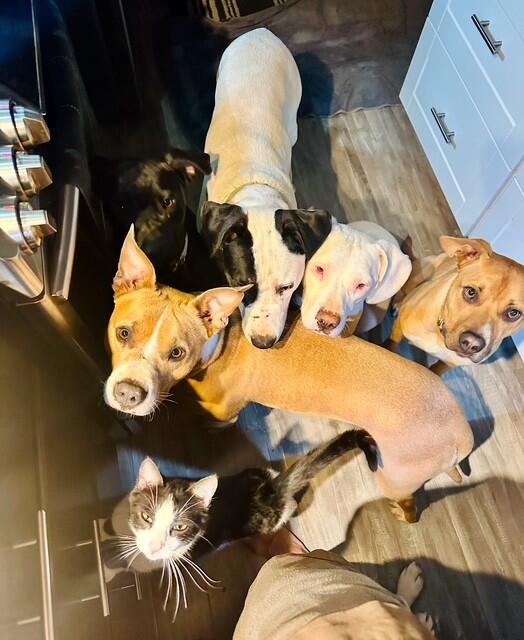 Campaign cover image for Free Spay and Neuter Clinic for Mendocino County