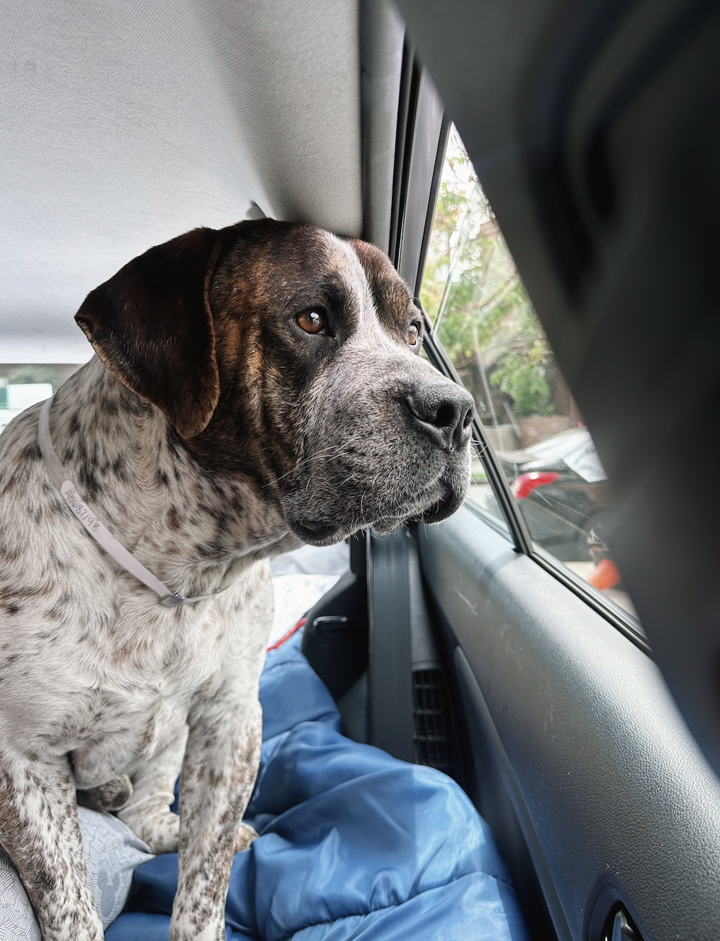 Campaign cover image for Bruno's Medical Fund