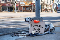 Campaign cover image for Upper Midwest Great Dane Rescue Donation