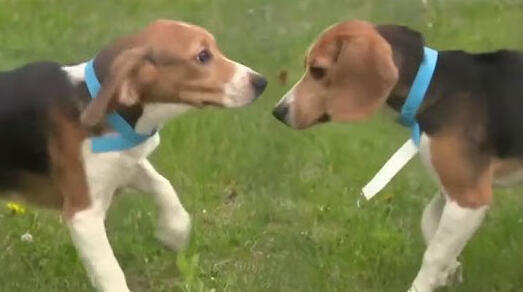 Campaign cover for Help the Beagles!