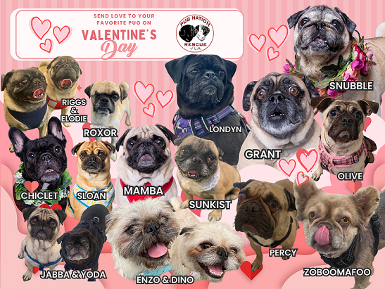 Campaign cover for Send a Valentine to a Homeless Pug