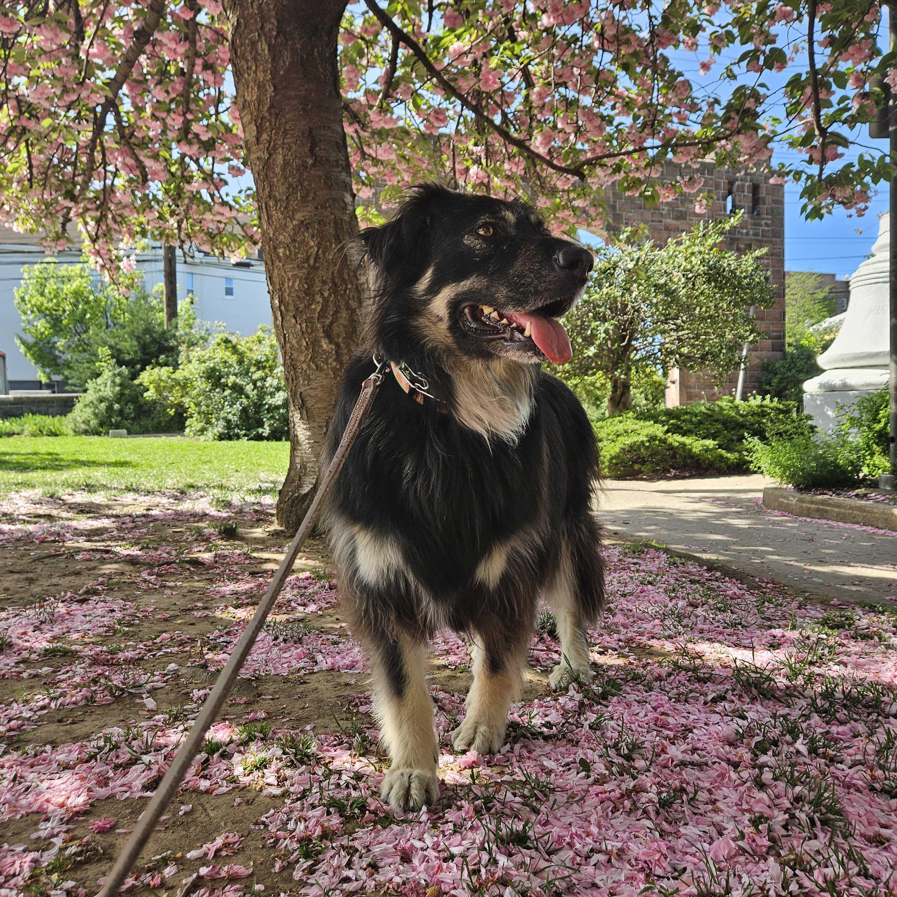 Campaign cover image for Miles for Sadie 2025