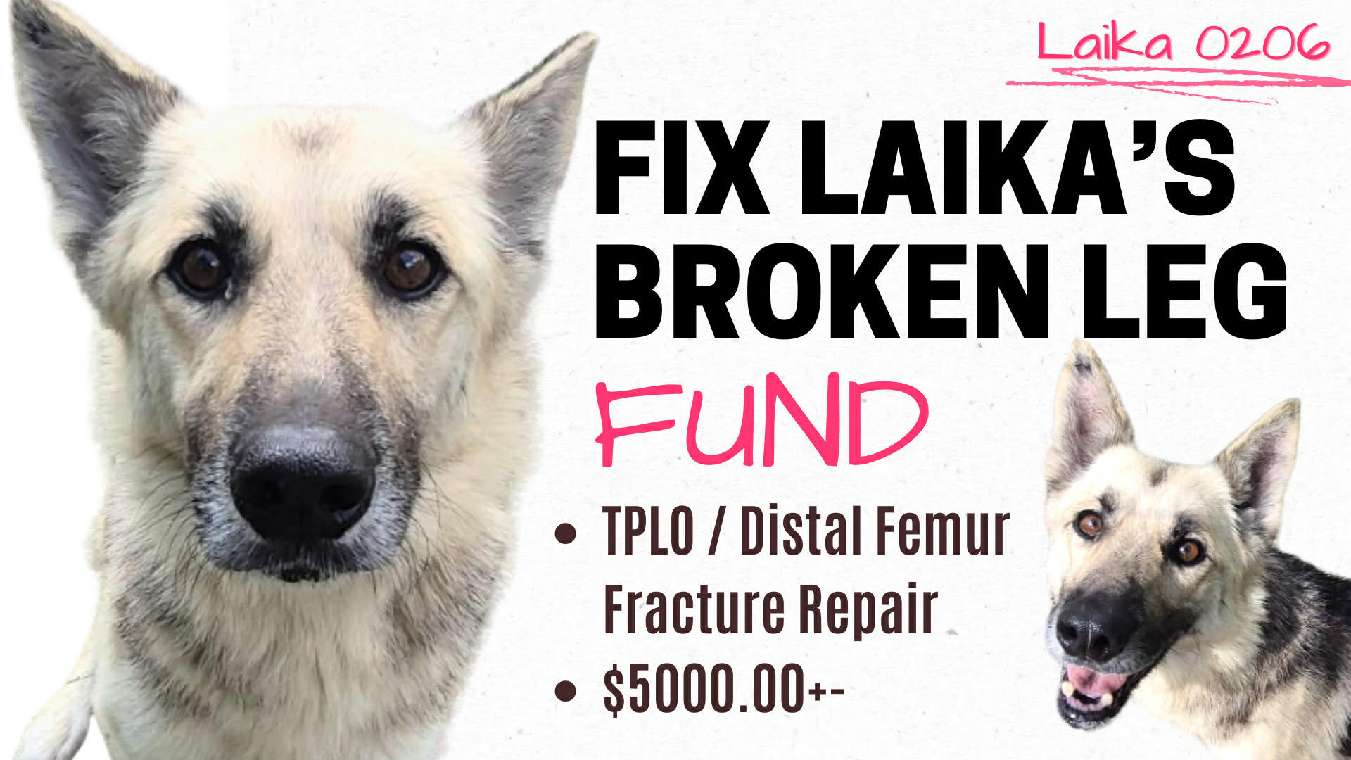 Campaign cover for Laika's Surgery Fund
