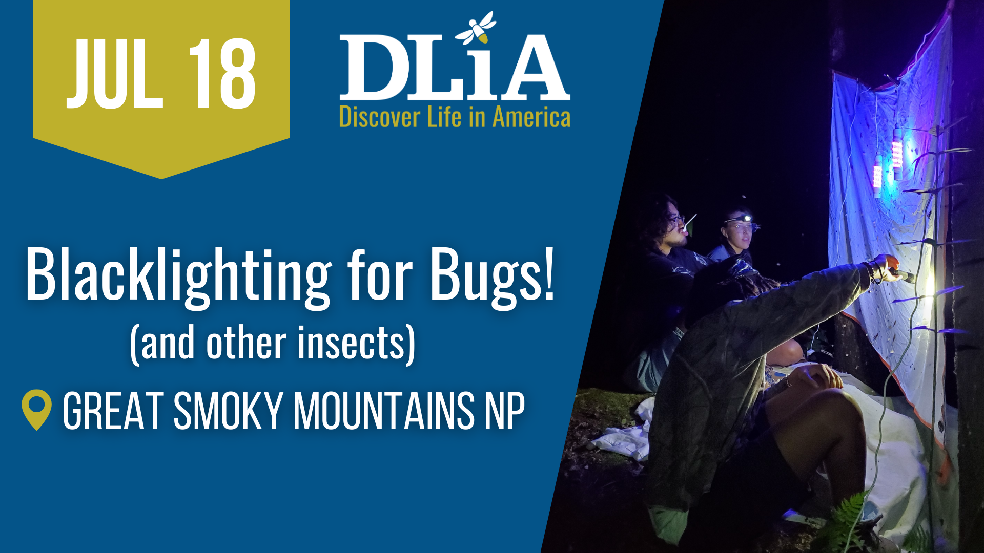 Campaign cover image for Black Lighting for "Bugs!"