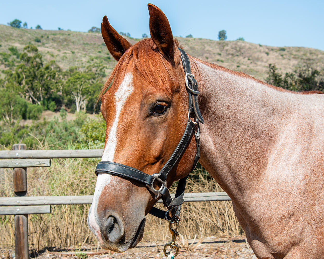 Campaign cover image for Help Razzberry Heal Hearts