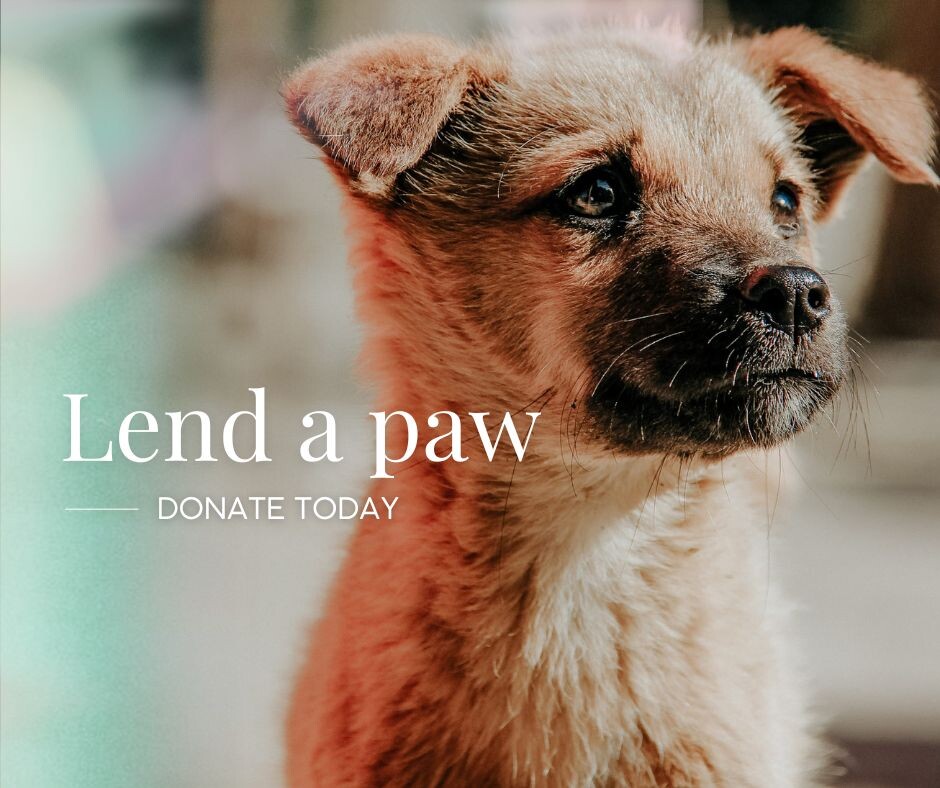 Campaign cover image for Help Us With Our Vet Bills