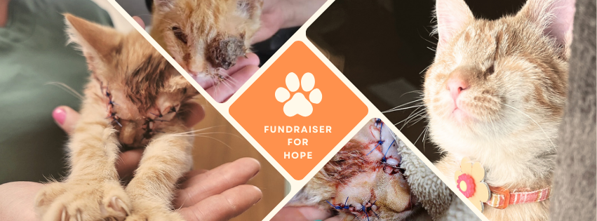 Campaign cover image for Fundraiser for HOPE