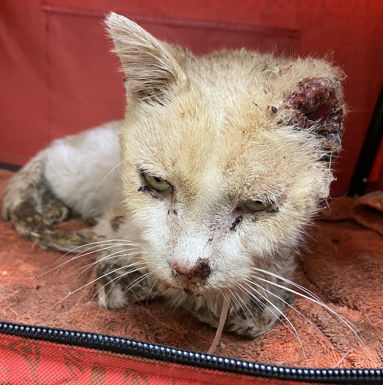 Campaign cover image for Keeping Promises