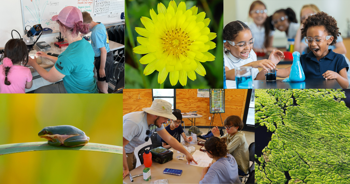 Campaign cover image for Summer Day Camp at the Wetland Center - Week 4