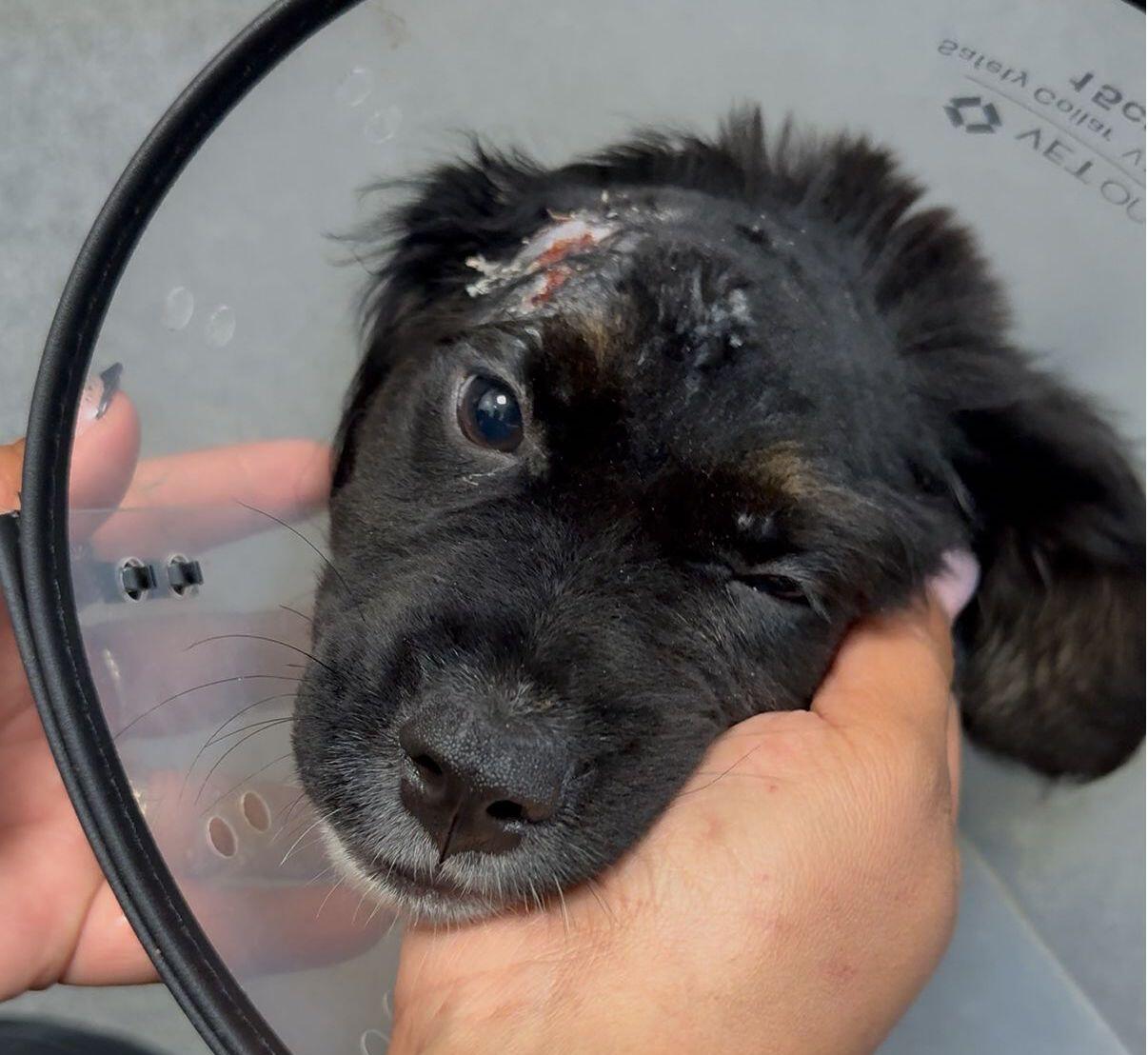 Campaign cover image for Help Us Save This Sweet Puppy Boy!