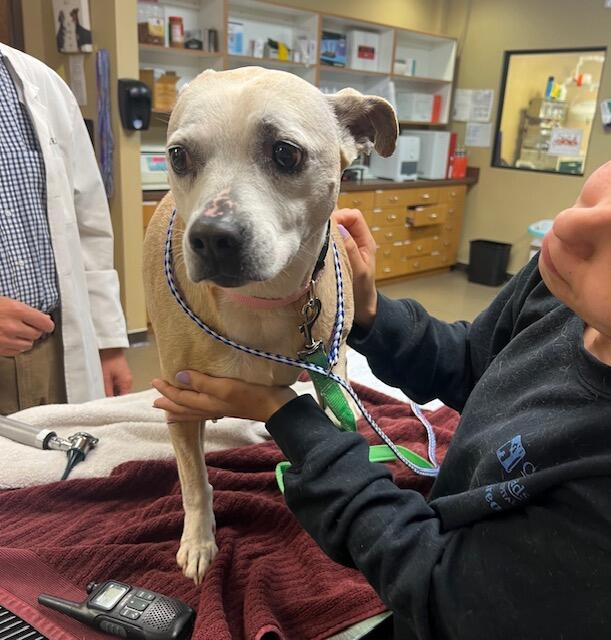 Campaign cover image for Please Help Sweet Angel With Massive Bladder Stone