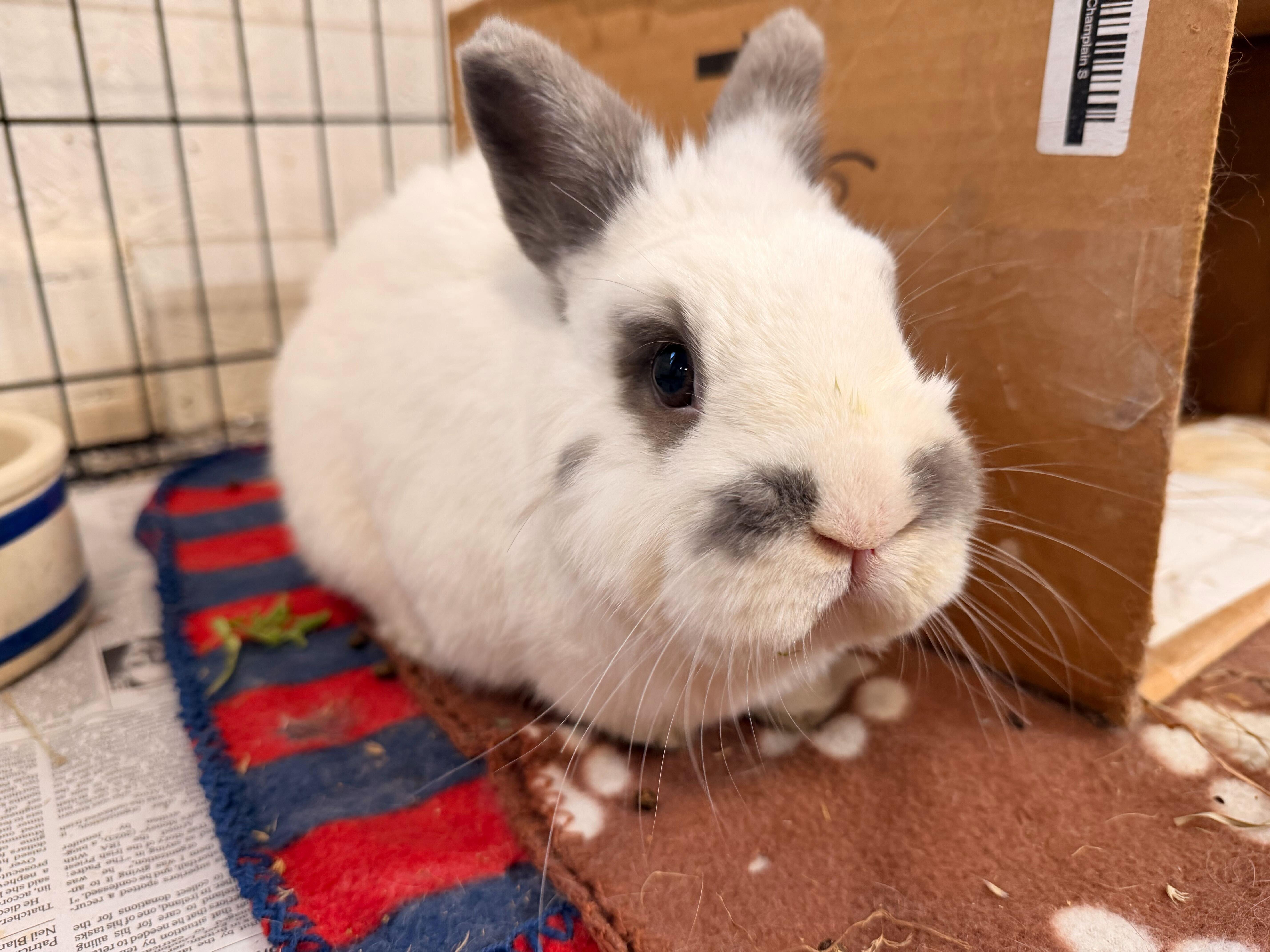 Campaign cover image for Sunshine Needs His Teeth Fixed!