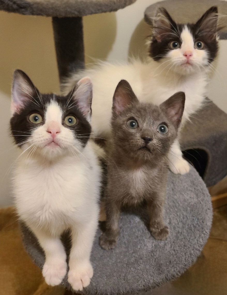Campaign cover for Helping Cats in Need