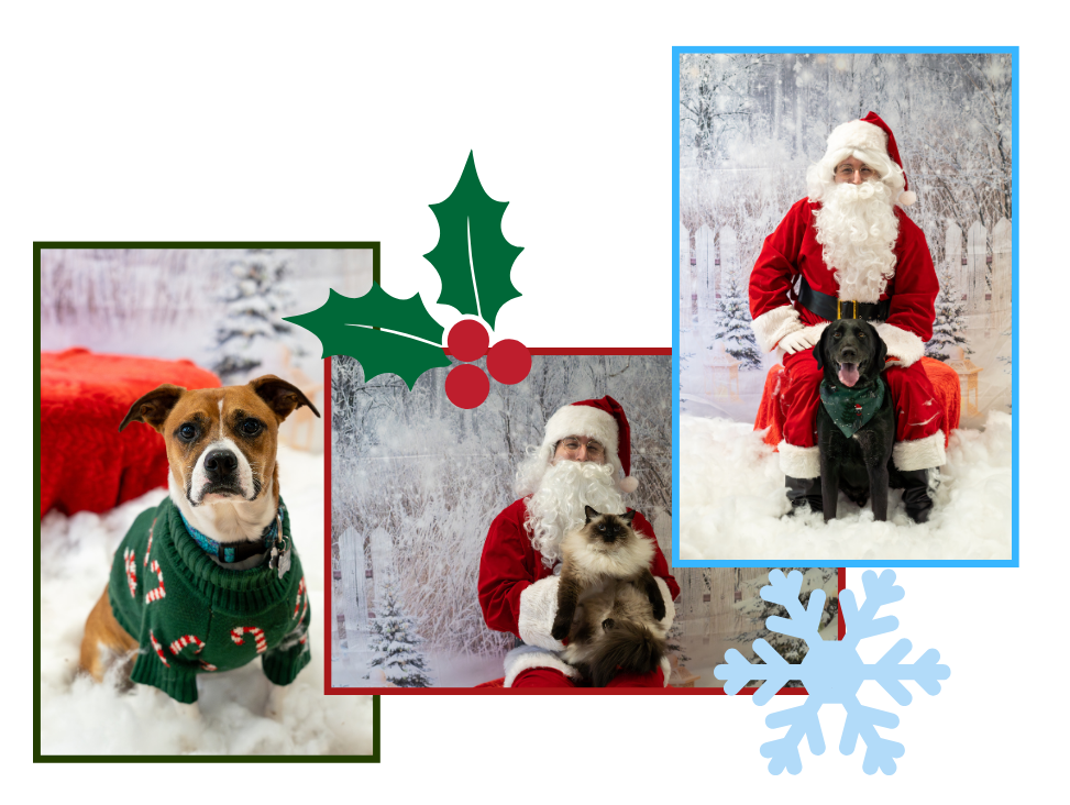 Campaign cover image for 2025 Pet Holiday Photos