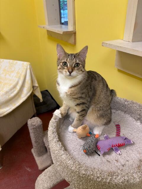 Campaign cover image for AARF Foster Cats and Kittens