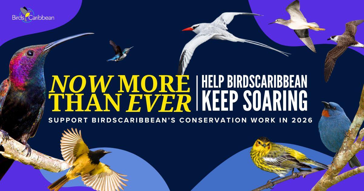 Campaign cover image for Now More Than Ever: Help BirdsCaribbean Keep Soaring!