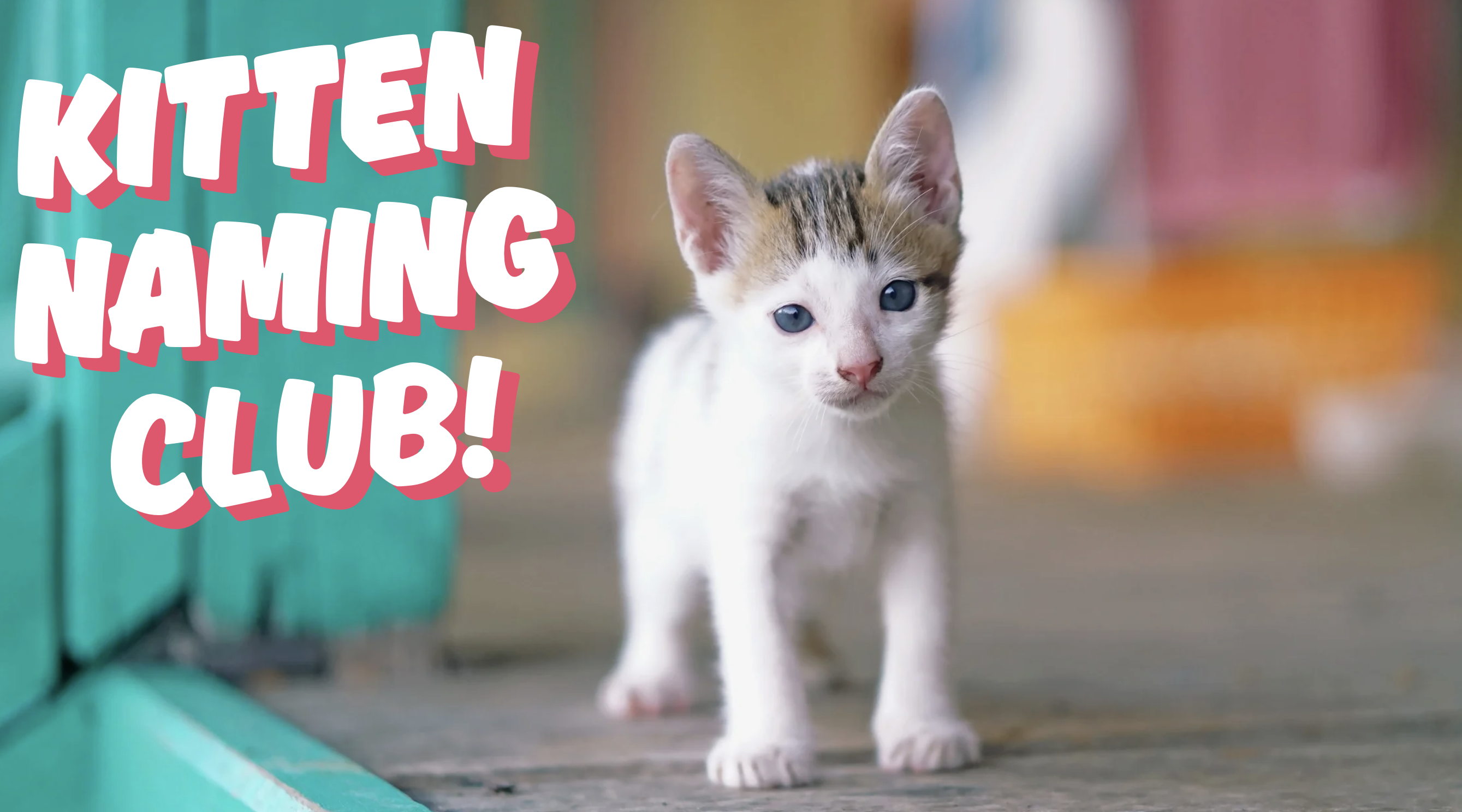 Campaign cover image for KITTEN NAMING CLUB!