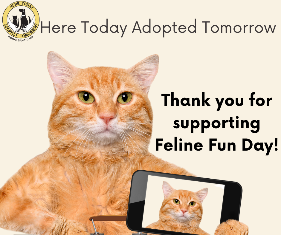 Campaign cover image for Sponsor HTAT Feline Fun Day 2025