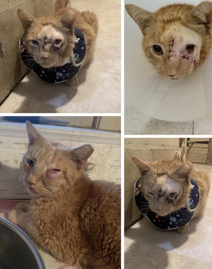 Campaign cover image for URGENT CARE for Two Community Kitties!