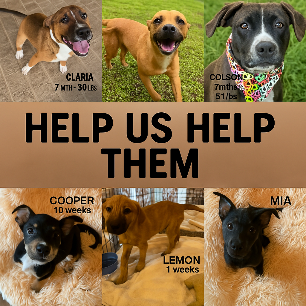 Campaign cover image for Apr 18, 2025 Transport