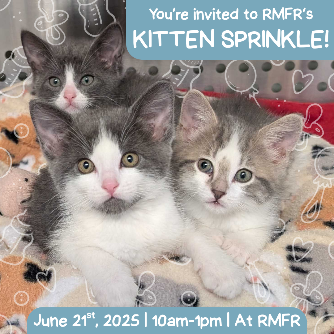 Campaign cover image for RMFR's 2025 Kitten Sprinkle