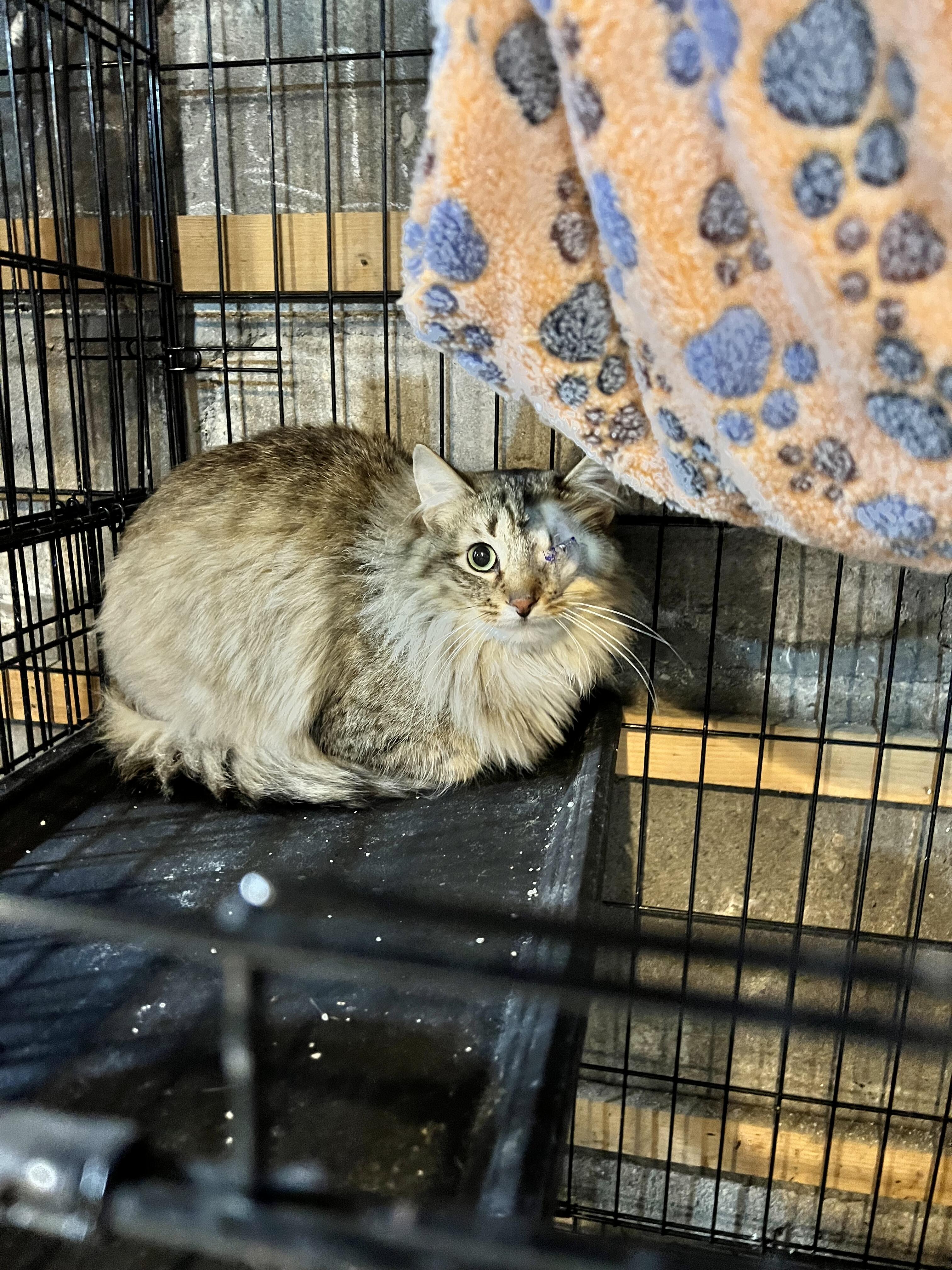 Campaign cover for Help get Fluffy the surgery he needs