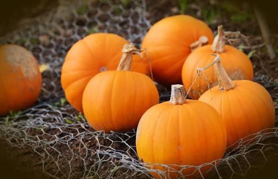 Campaign cover image for Pumpkin Pasta 101
