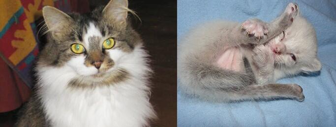 Campaign cover image for Give Now