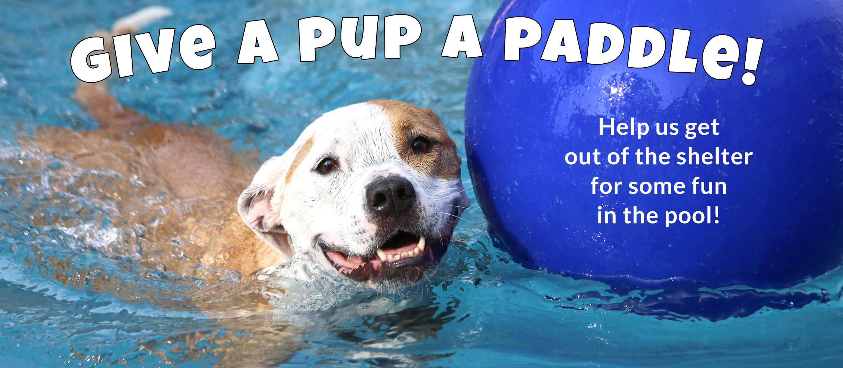 Campaign cover image for Give a Pup a Paddle!