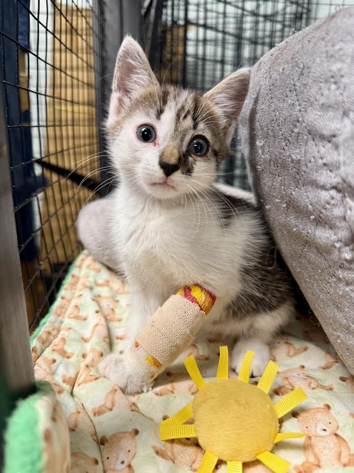 Campaign cover image for August's Road to Recovery