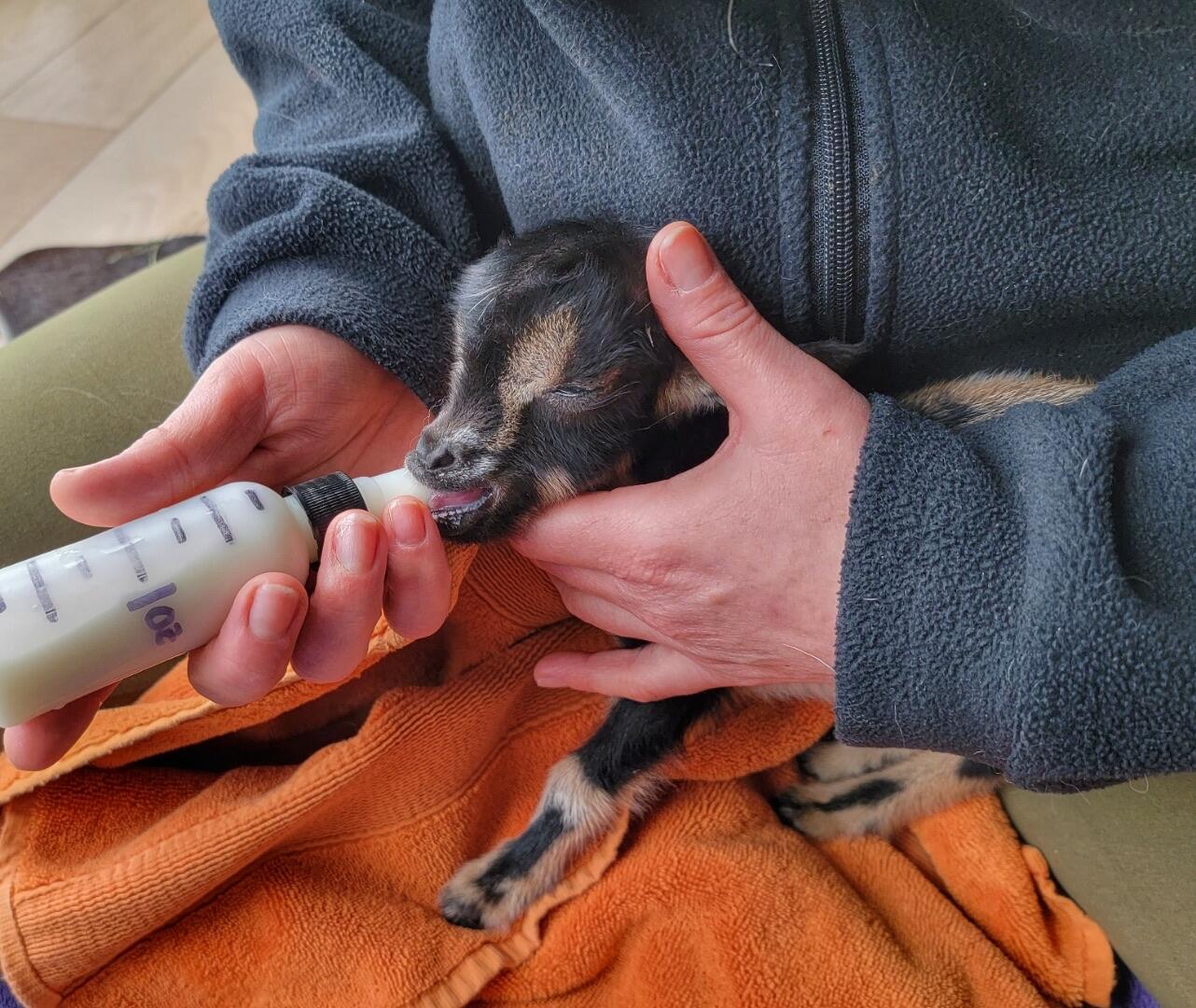 Campaign cover image for Giving Tuesday: Help Us Heal at Rancho Roben!