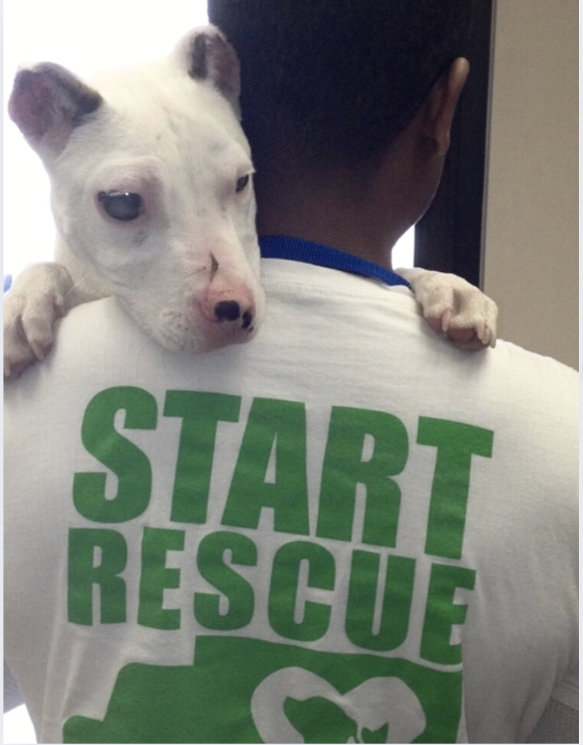 Campaign cover image for START Rescue - DONATE