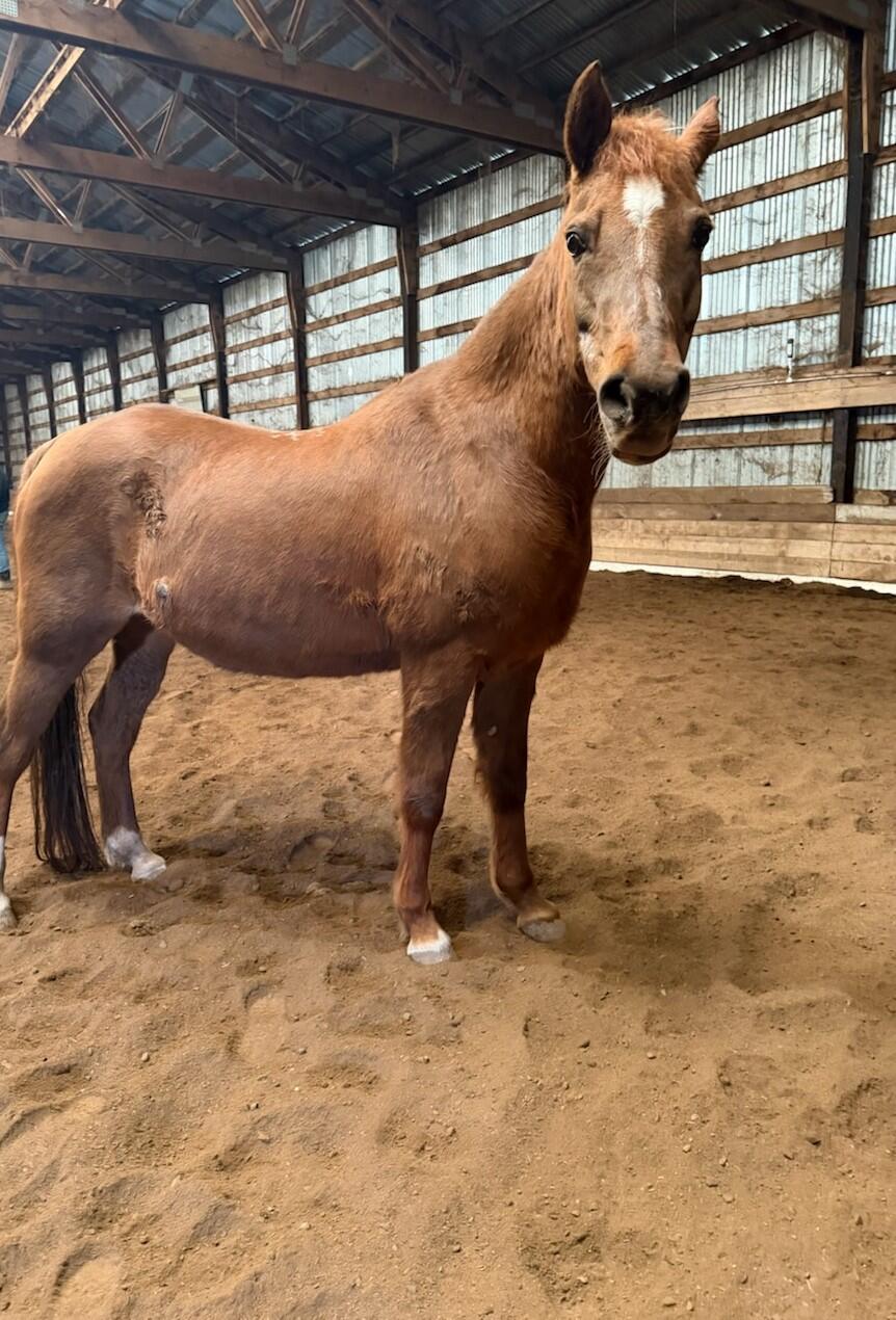 Campaign cover image for Help Us Fund Honey!