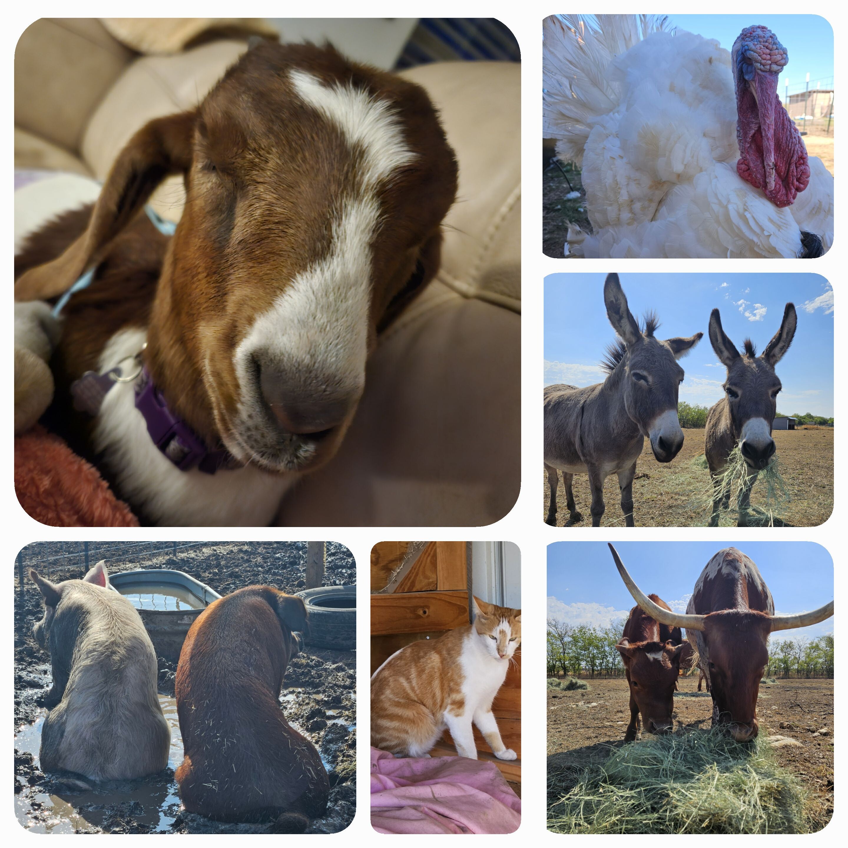 Campaign cover image for Giving Tuesday