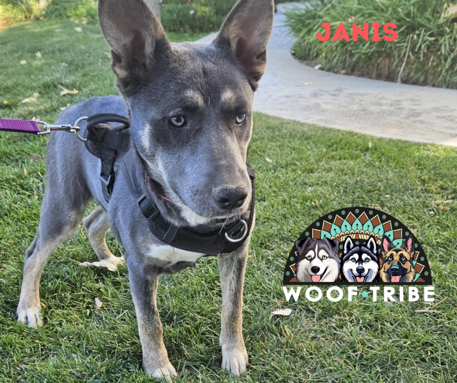 Campaign cover image for 🔥🐾 JANIS is safe with Woof Tribe 🐾🔥