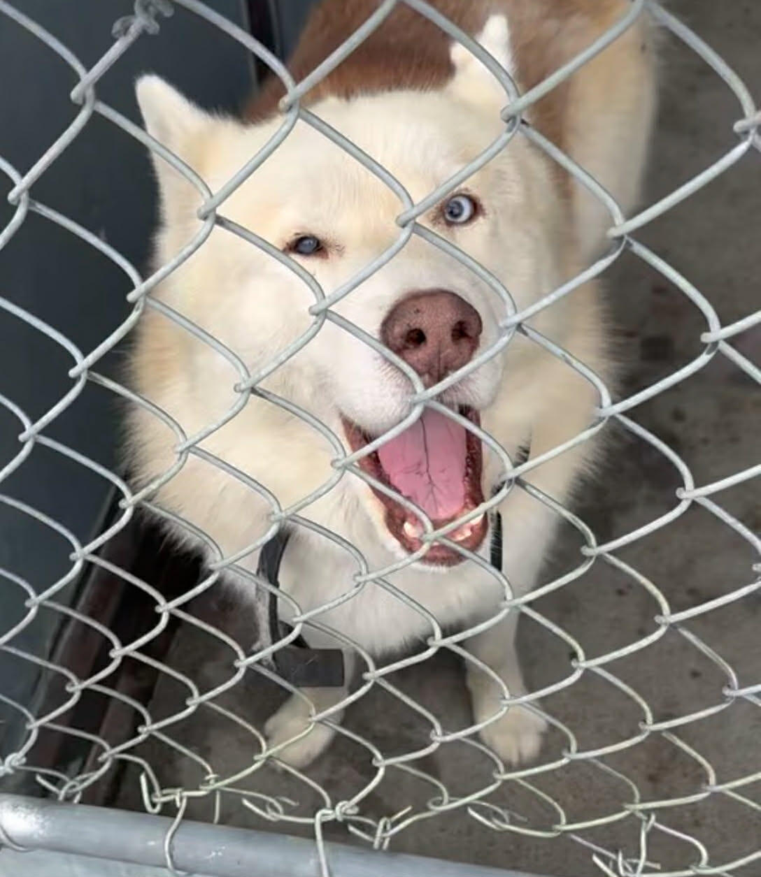 Campaign cover image for 🐺💛 Gizmo AKA Chapo Needs your help! —  💛🐺