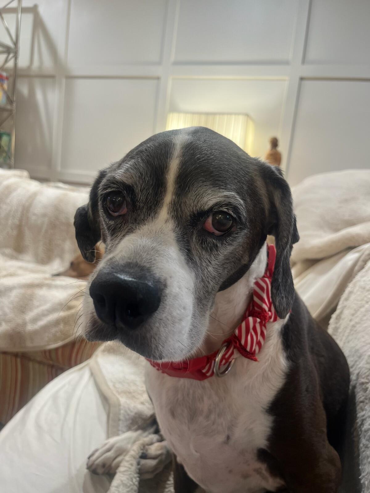 Campaign cover image for Urgent ! Harriet Has Undergone Emergency Surgery