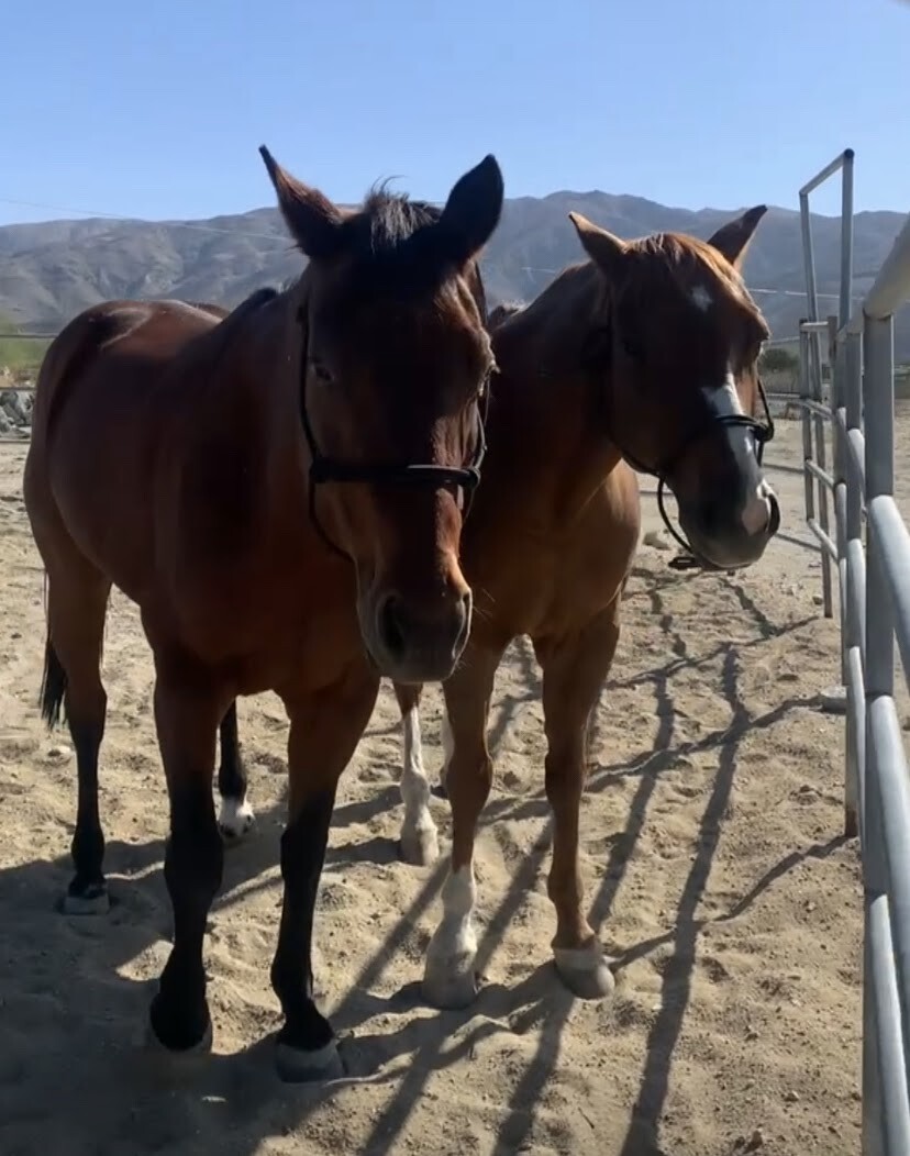 Campaign cover image for Horse feed